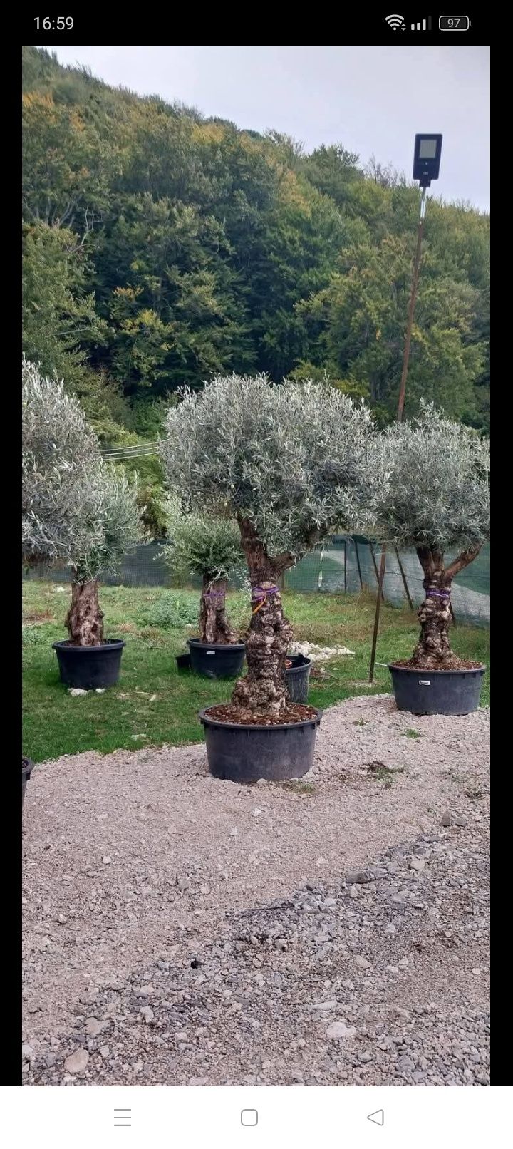 Plante decorative pt curte