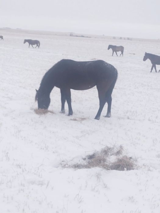 Лошади для развода