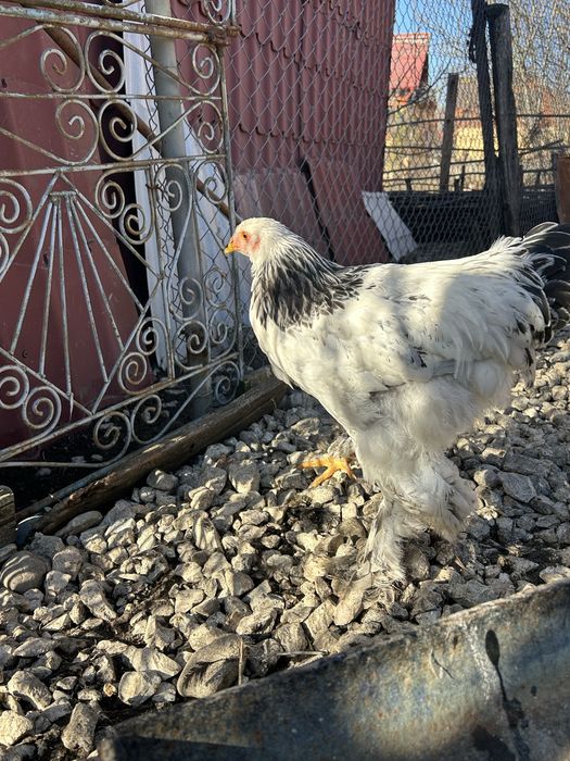 Cocos brahma  de vanzare