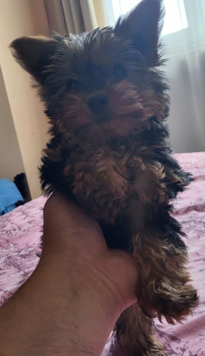 Йоркширски териер