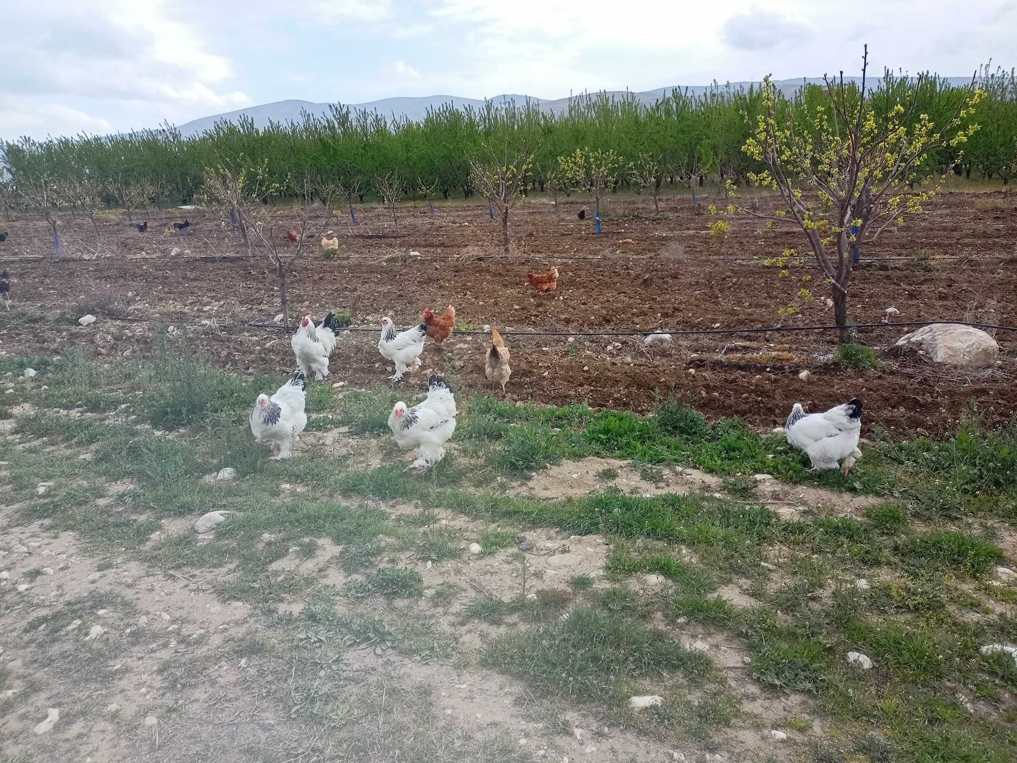 Домашни яйца от свободни  кокошки за консумация и оплодени.
