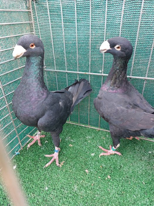 Voiajori Germani disponibili