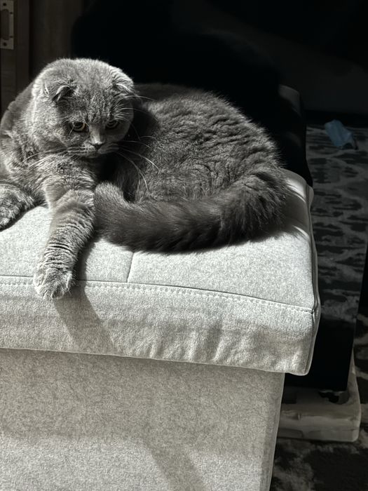 Кошка продается породистая чистоплатная ! 2 года лоток знает отлично .