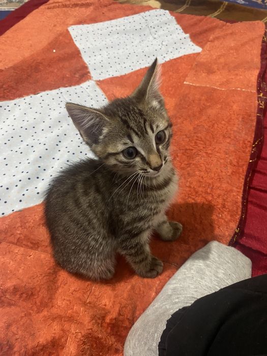 отдаем котенок мальчик