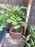 Vand plante si puieti la ghiveci.