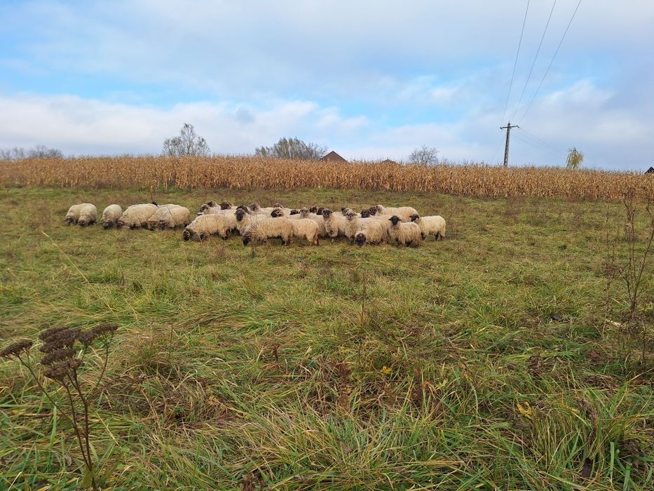 Vand oi rasa turcana