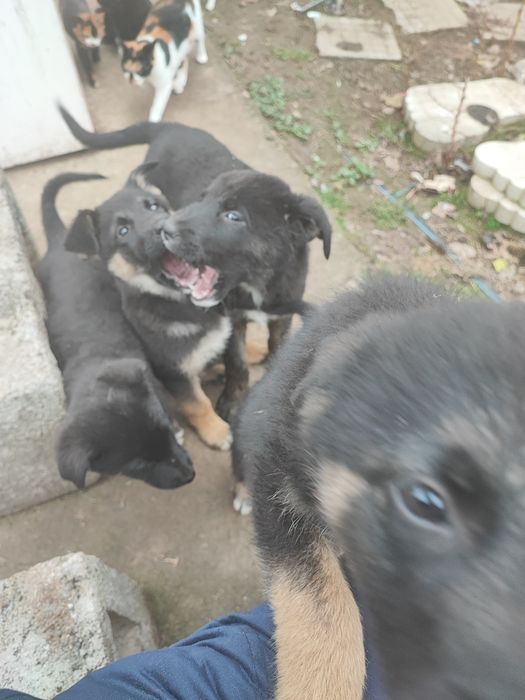 Подарявам тези зверчета на 2-месеца.Майка-каракачанка,баща-немец. Ли