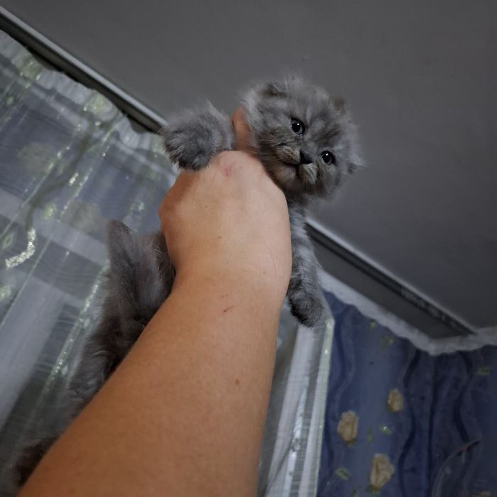 Котята вислоушки мальчики