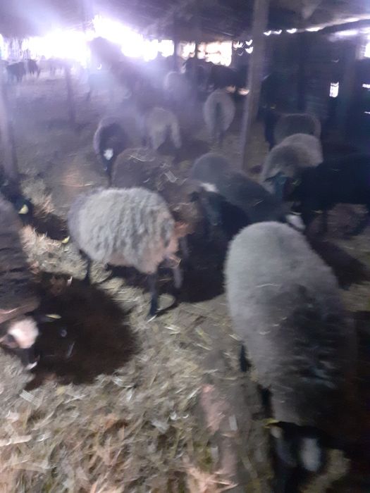 Miele romanov de vânzare