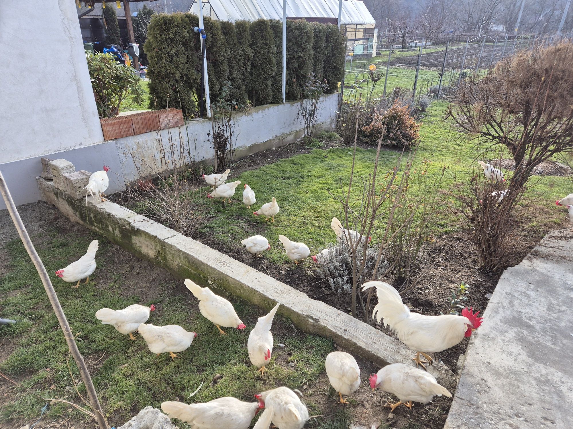 Oua de la gaini italiene si leghorn alb pt incubat.