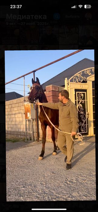 Продам жеребёнка арловской породы