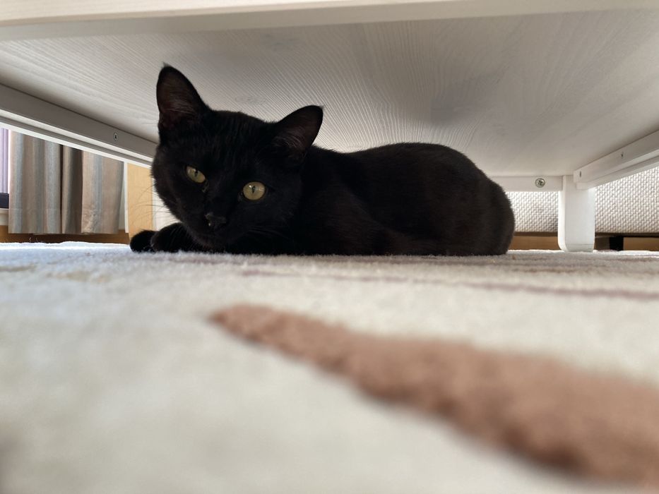 Подарявам котка на 3.5 години