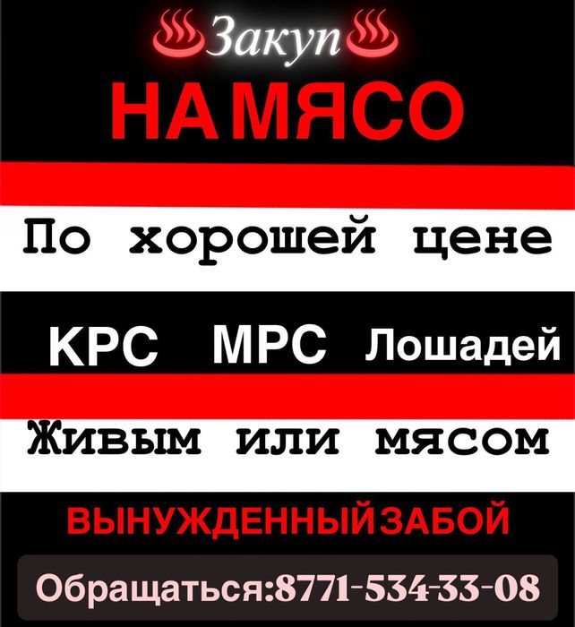 Бычки, коровы, тёлки