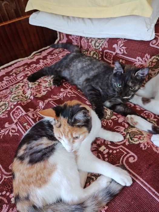 Pisici pentru donație