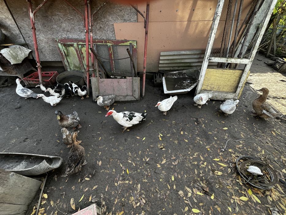 Vand urgent rate mute si macanitoare