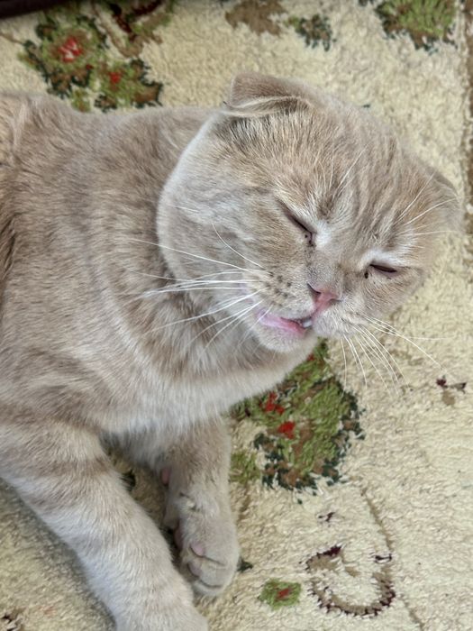 Скоттиш фолд цена договорная
