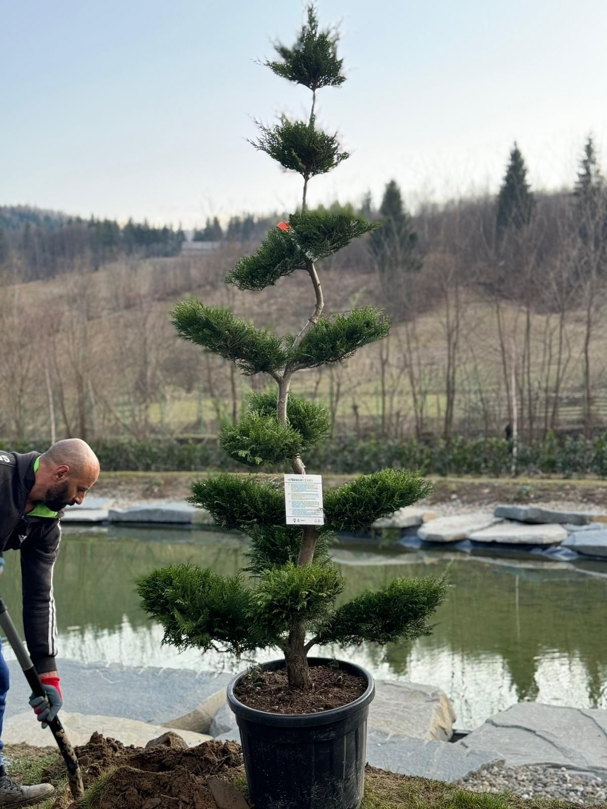 Tuia spirala verde si aurie (spiralata) răsucită forme bile bonsai tei