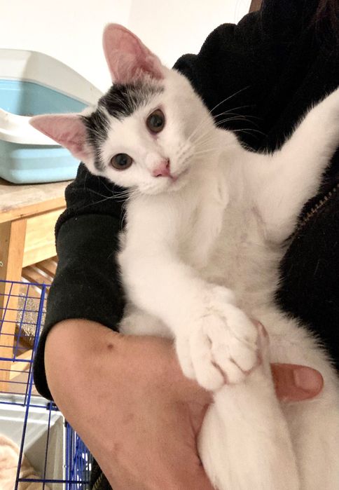 Pui de pisica pentru adoptie in Bucuresti