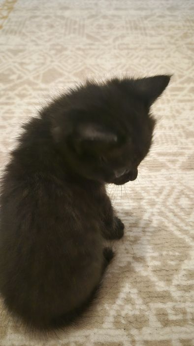 Отдам девочку красавицу бесплатно