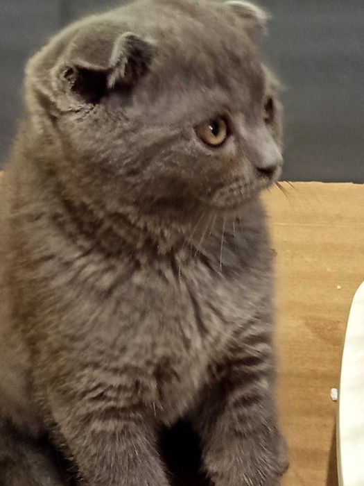 Шотландски котета момчета