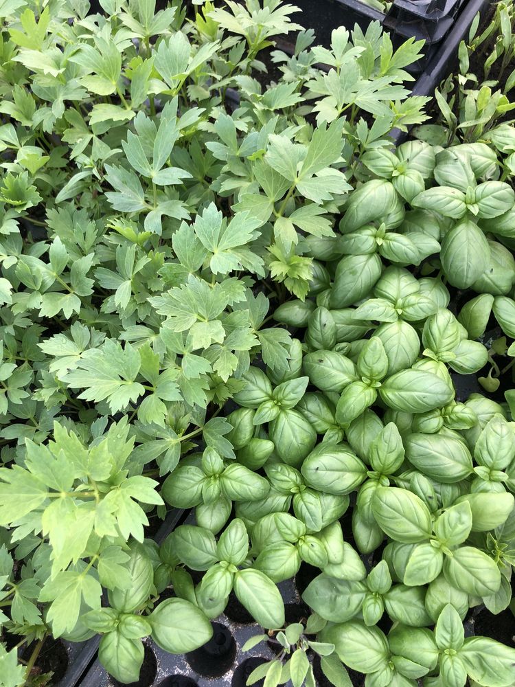 Răsaduri lubenite, pepeni, castraveți, legume, plante aromatice.