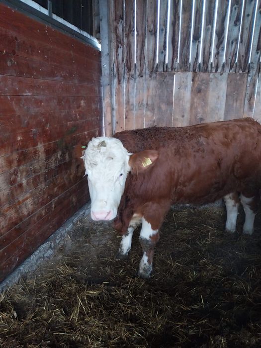 Tauri - rasa Bălțată Românească cu certificate de origine