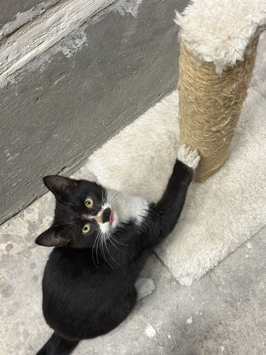 Котята 3,5 месяца