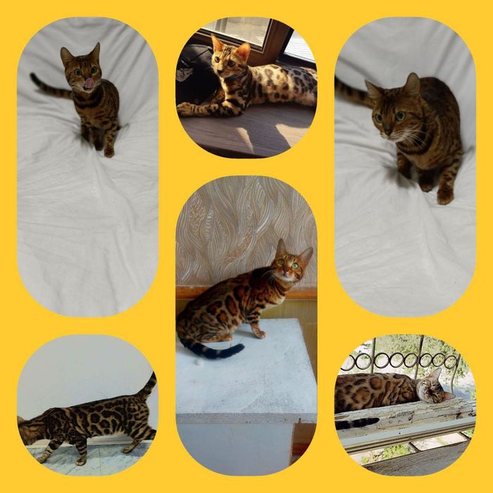 Bengal okraslari (rangi)super tozza.Vyazka bo‘lgan (xomilador)
bu mush