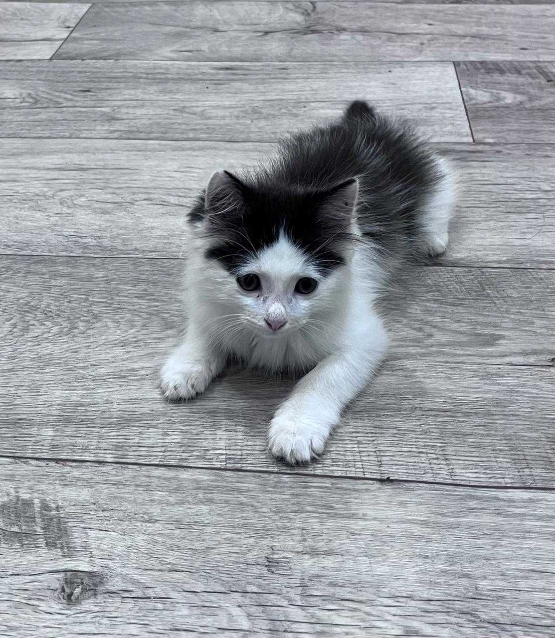 Отдам котенка в добрые руки
