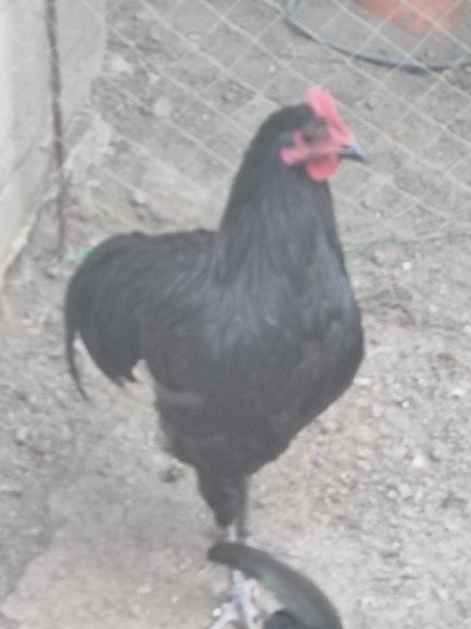 Vând cocos Australorp negru și albastru