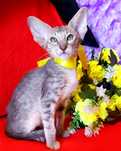 Котята ОРИКИ ! Эксклюзив Голубое пятно и Золото тик