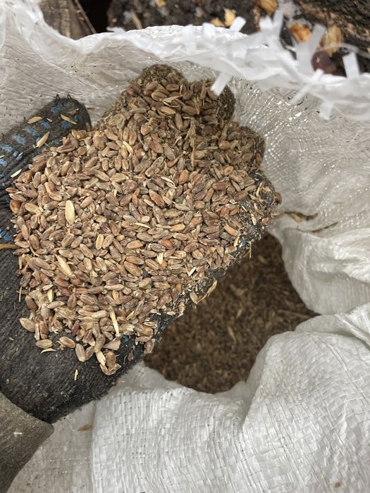 Продам зерноотходы