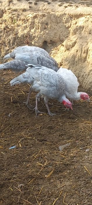 Vand pui de curca albastrii