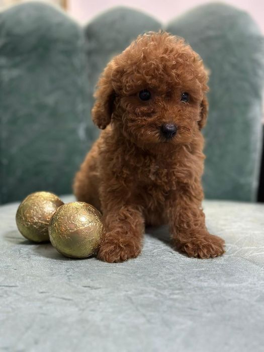 Pudel roșcat/red talie mică