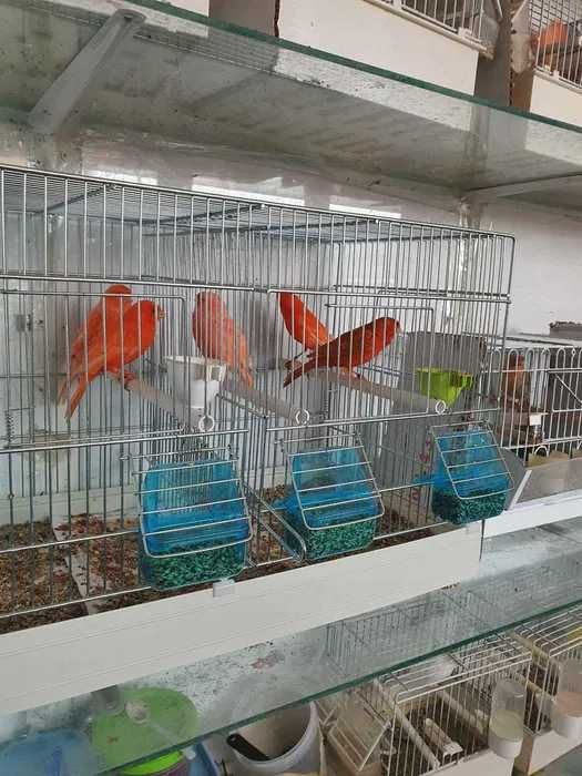 Canari Rosi , Hibrizi de sticlete de petrusel de vanzare