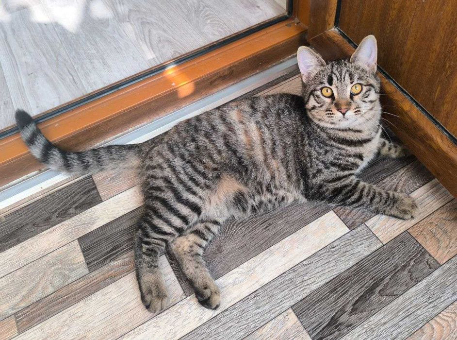 Отдаётся даром очень красивый котёнок