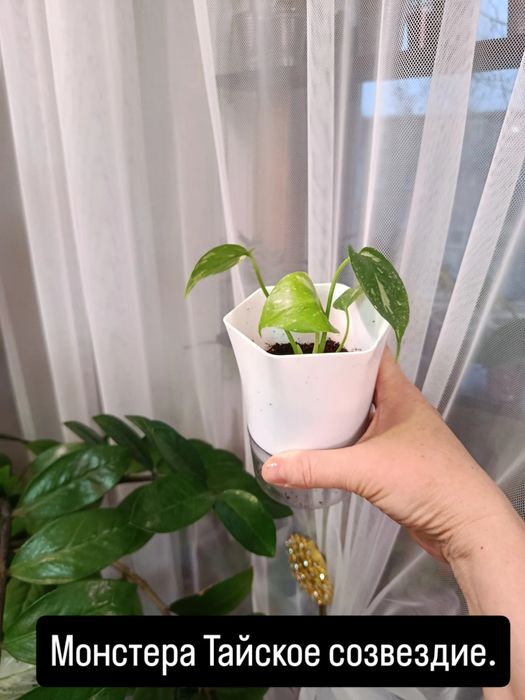 Продам комнатные цветы разные