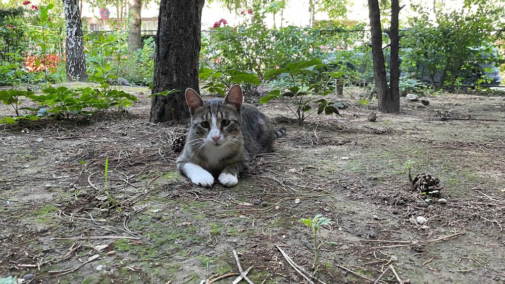Rio, motanel castrat pentru adoptie