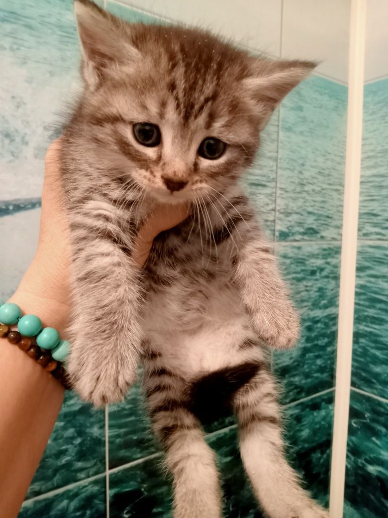 Продам котят Недорого