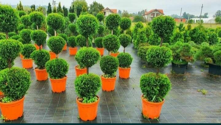 Plante ornamentale aclimatizate