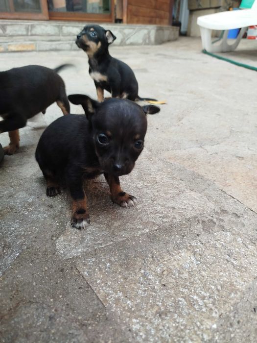 Малки пинчерчета