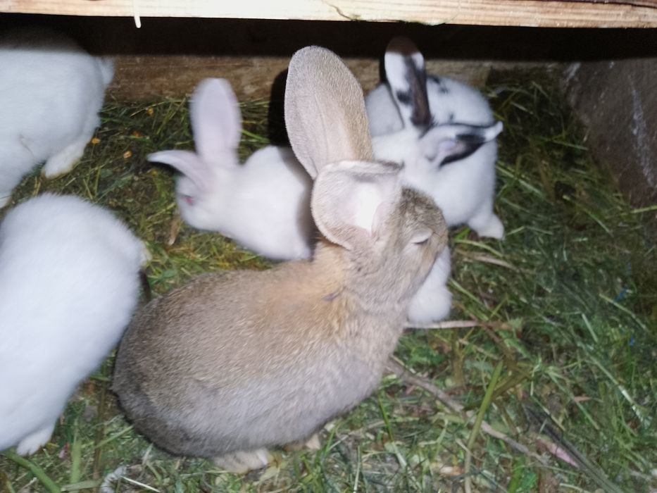 Vând  pui de iepure înțărcați de 8/6 saptamâni