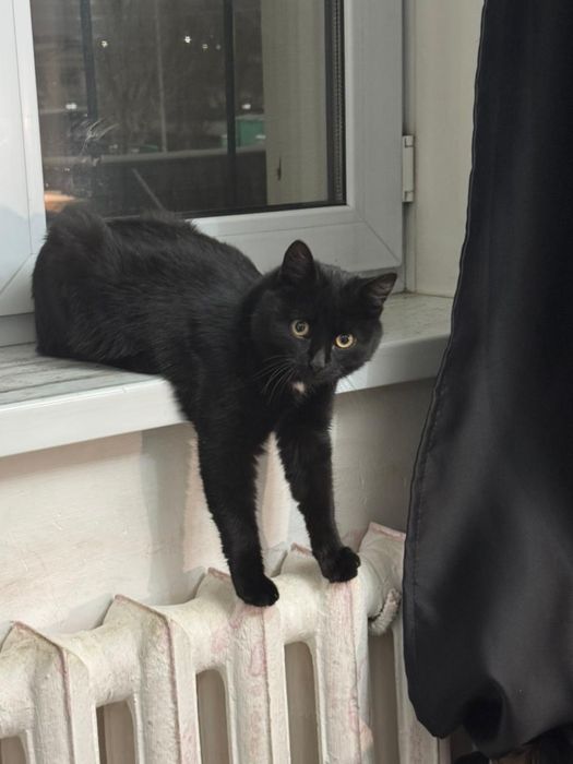 Отдам котика Бесплатно