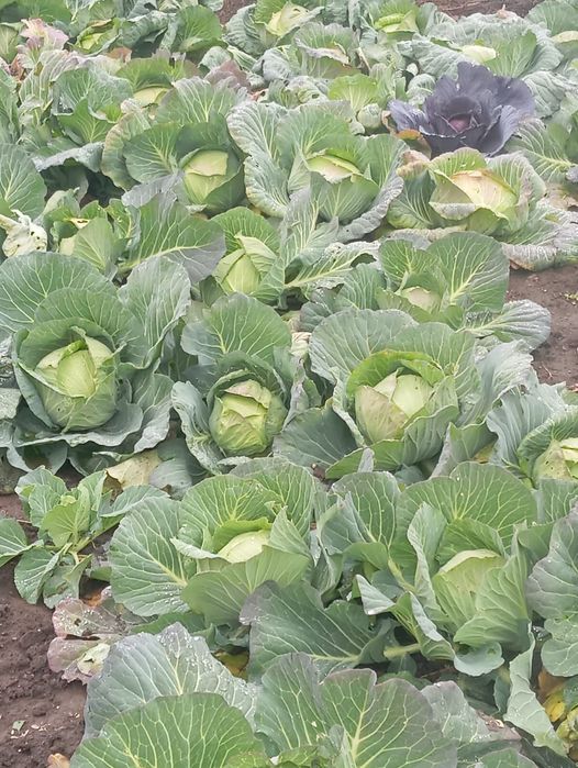 Vand varza pret 0.80