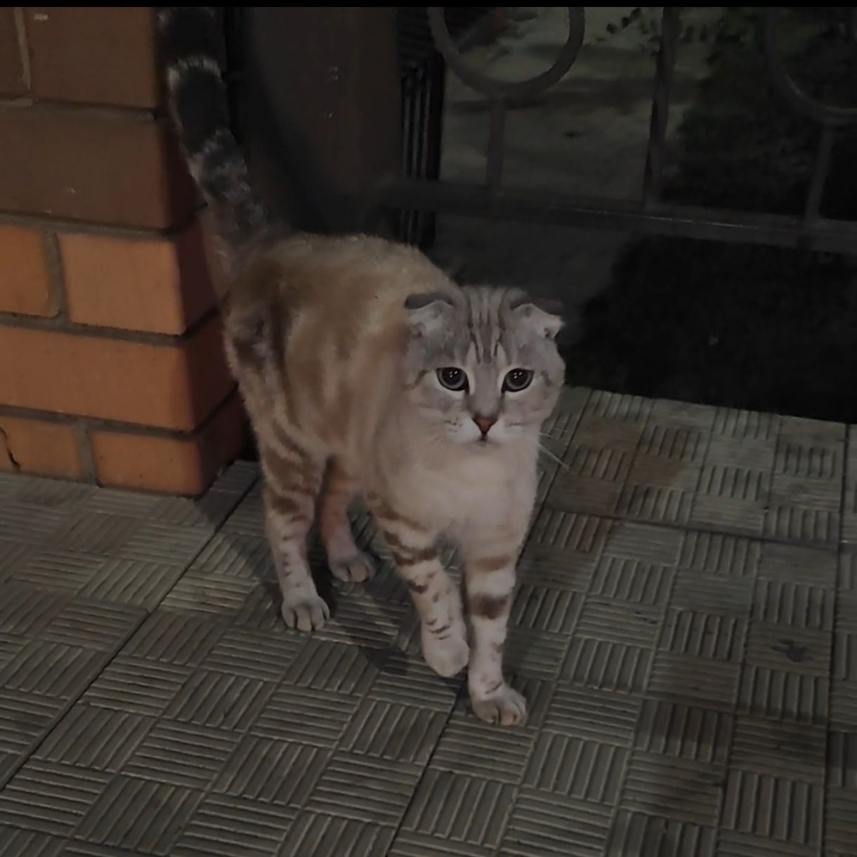 Кот вислоухий шотландец