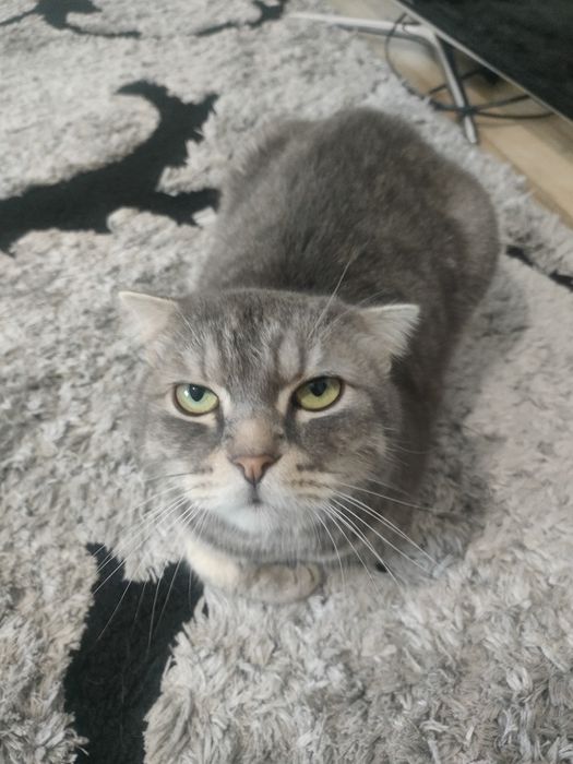 Отдам кота в хорошие руки!!! Срочно