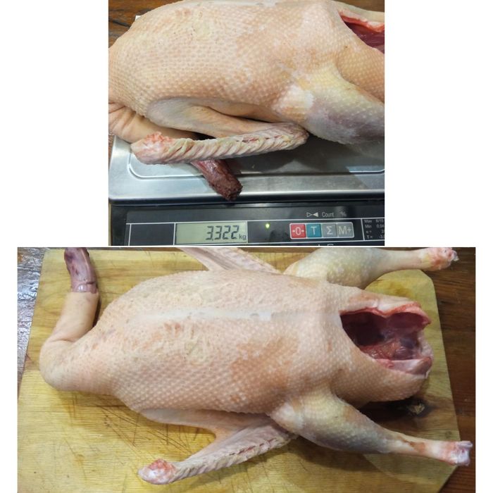 Продам тушки молодых Гусей