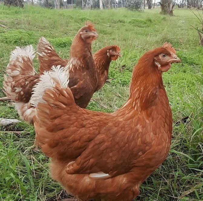 Vindem găini rosi outoare