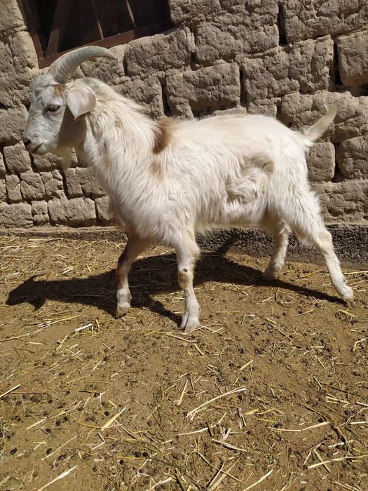 Занен,Альпи,Англануби таза қанды сүтті  ешкі лағымен(козы)