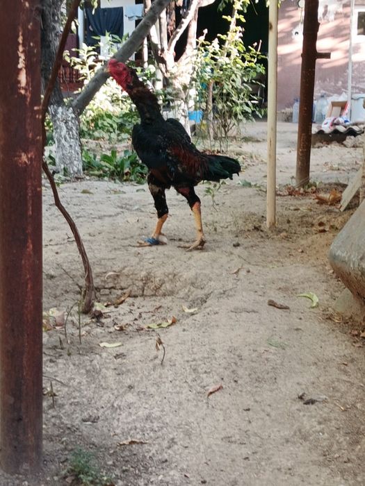 Toza qon turk bilan kareys aralashgan